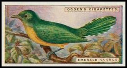 24OFB 11 Emerald Cuckoo.jpg